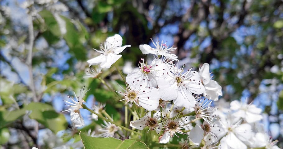 flowers, blooming, tree, spring, nature, white, flora, flowering plant HD wallpaper