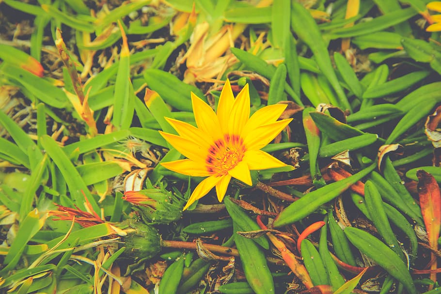 flower, grass, green, yellow, pollen, nature, growth, life HD wallpaper