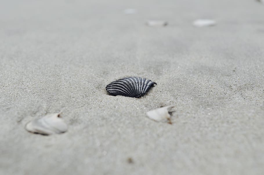 seashells on the sand, avalon, animal, invertebrate, sea life HD wallpaper