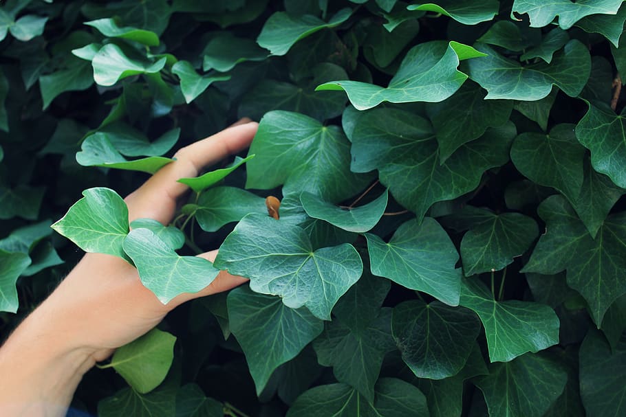 moltrasio, leaf, plant part, green color, human hand, human body part HD wallpaper