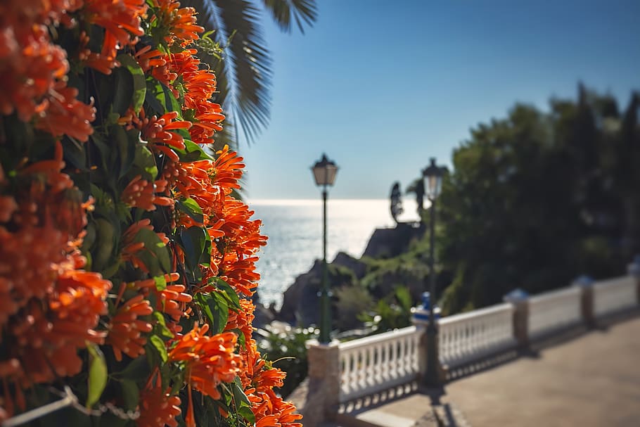 flower, macro, orange, see, coast, blossom, plant, nature, summer HD wallpaper