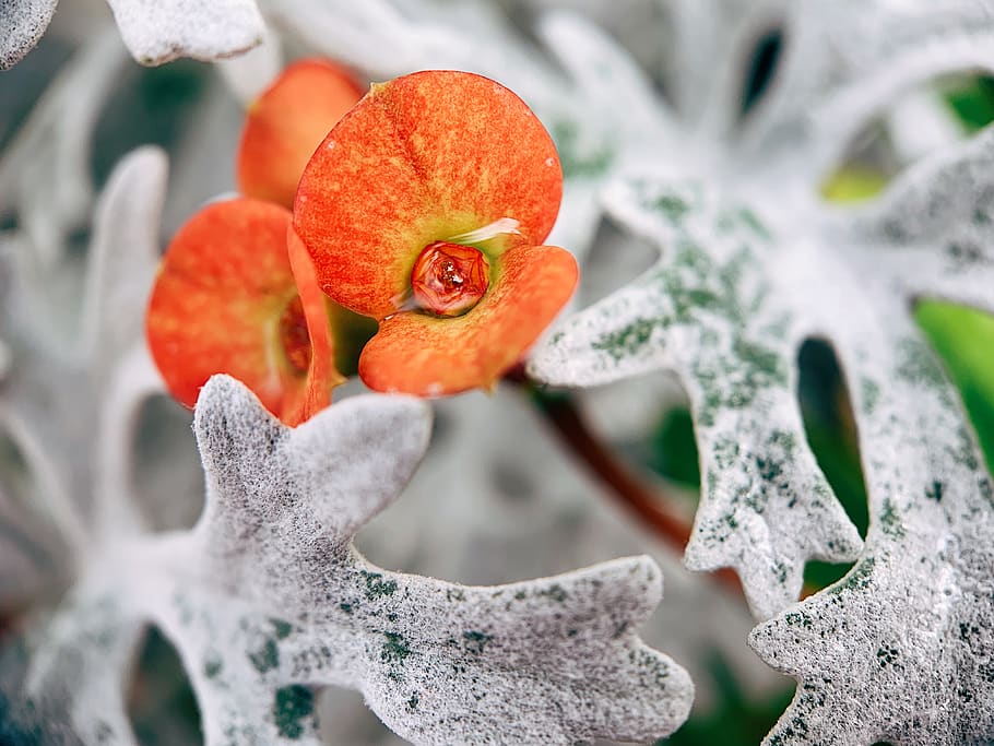 orange and yellow flower, nature, ice, outdoors, snow, frost HD wallpaper