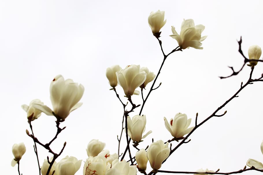 magnolia, spring, flowers, nature, plants, garden, flowering HD wallpaper