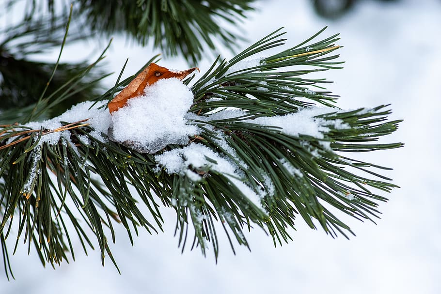green-leafed tree, winter, snow, cold temperature, plant, focus on foreground HD wallpaper
