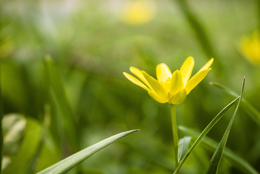 flower, spring, yellow, green, macro, blossom, bloom, plant HD wallpaper