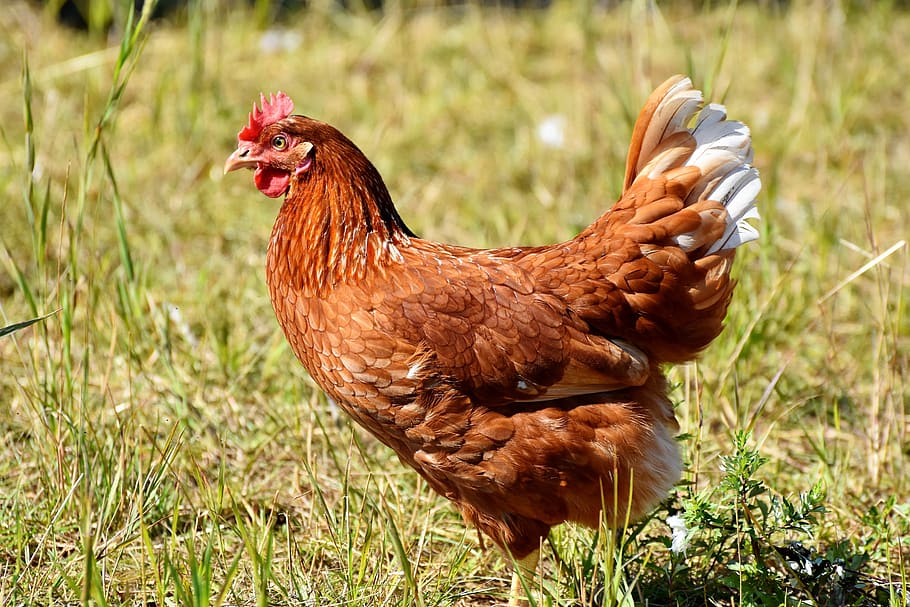 chicken, hen, bird, poultry, agriculture, livestock, range HD wallpaper
