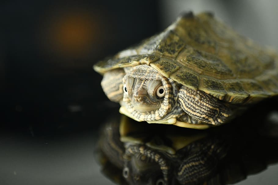 brown turtle, reptile, sea life, animal, box turtle, tortoise HD wallpaper