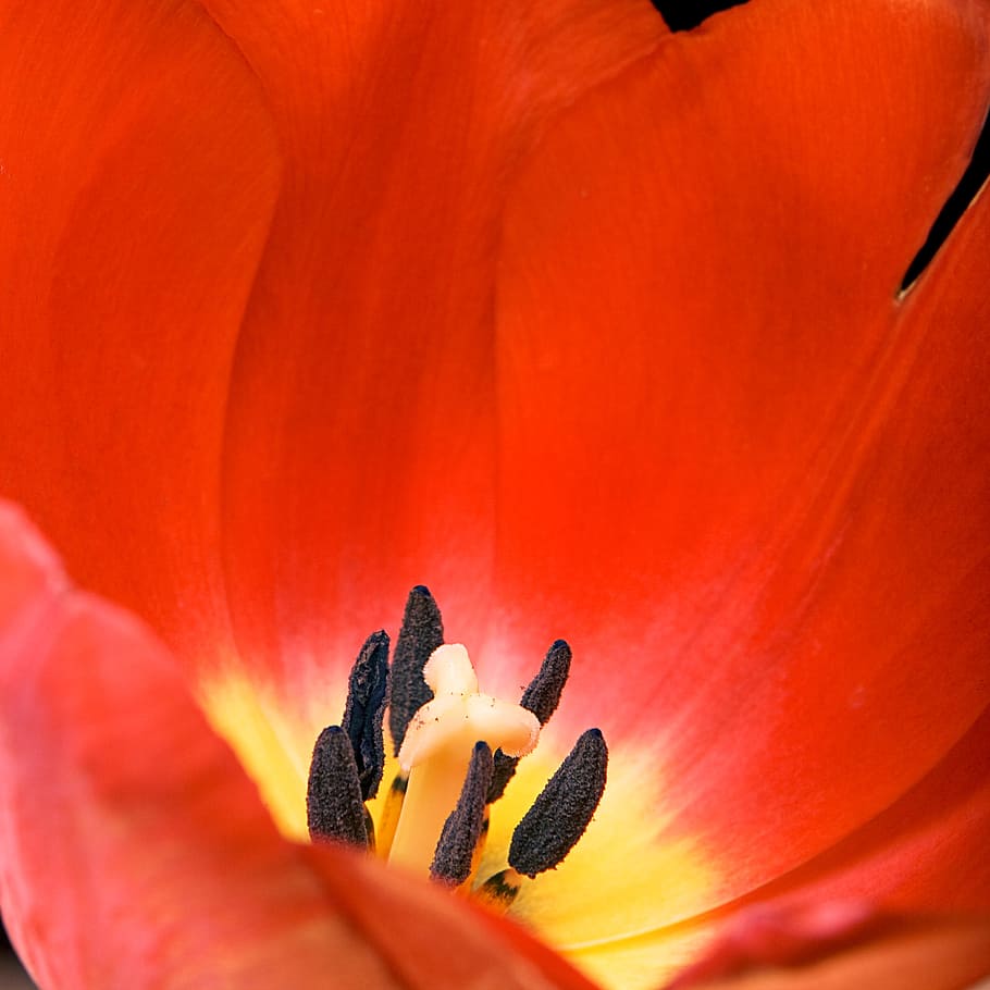 red, tulip, flowering plant, freshness, petal, close-up, beauty in nature HD wallpaper