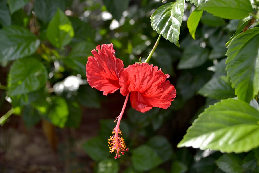 flower, red, nature, blossom, plant, flowering plant, growth HD wallpaper