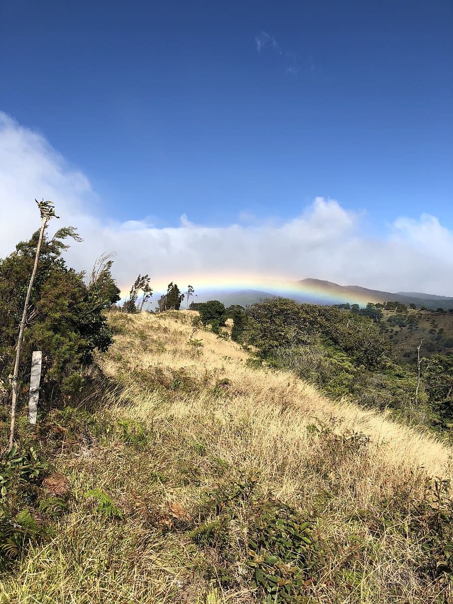 rainbow, trees, forest, costa rica, mountain, nature, plant HD wallpaper