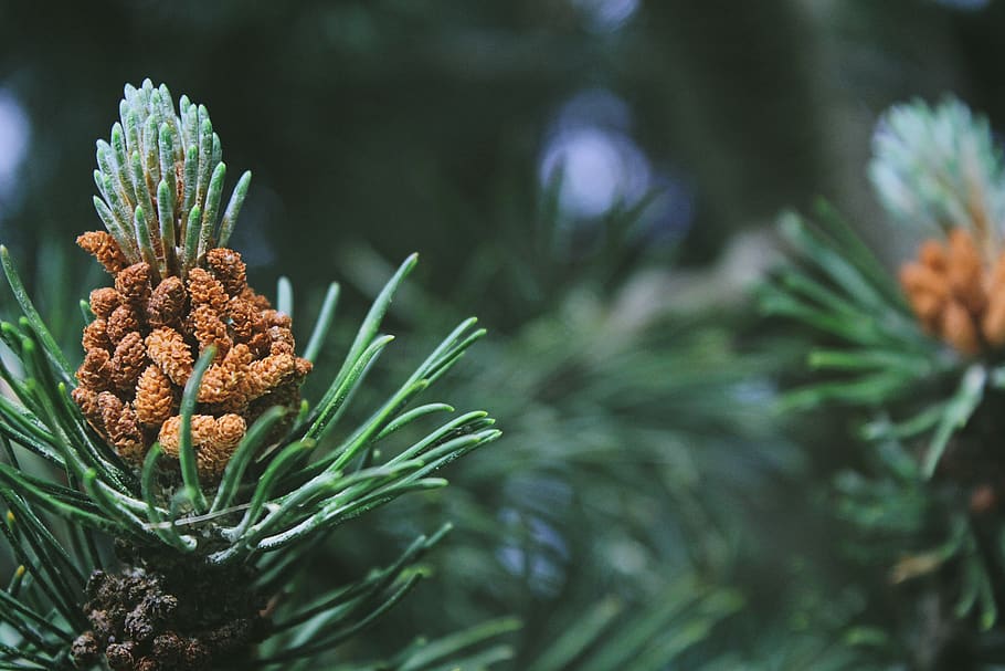 tree, blossom, canon, plant, coniferous tree, pine tree, pinaceae HD wallpaper
