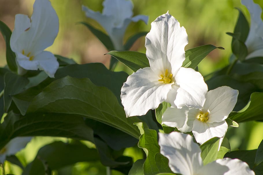 flower, plant, geranium, blossom, petal, acanthaceae, leaf HD wallpaper