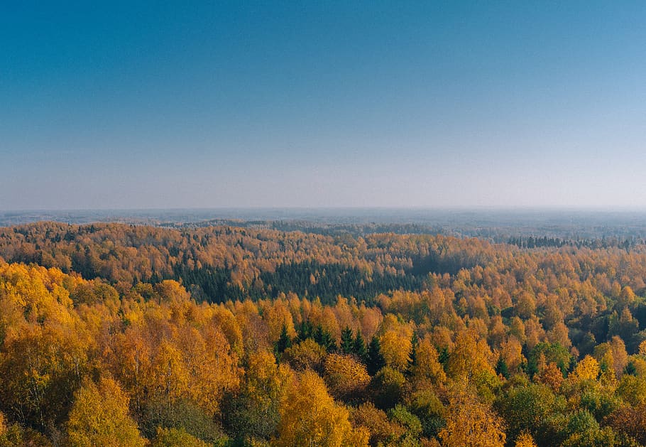 estonia, otepää, tree, autumn, scenics - nature, plant, beauty in nature HD wallpaper