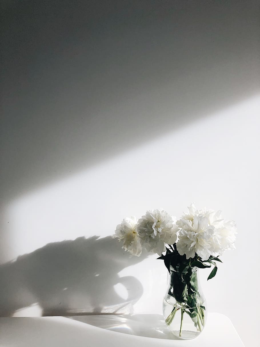 White Flowers , bloom, blossom, flora, shadow, vase, flowering plant HD wallpaper