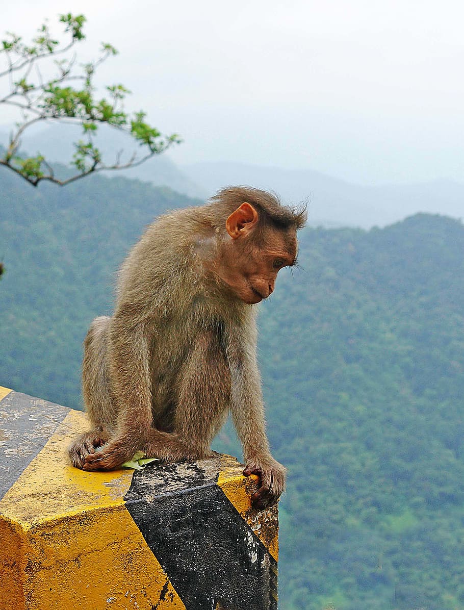 india, mizoram, monkey, looking down, watching, sitting, yellow