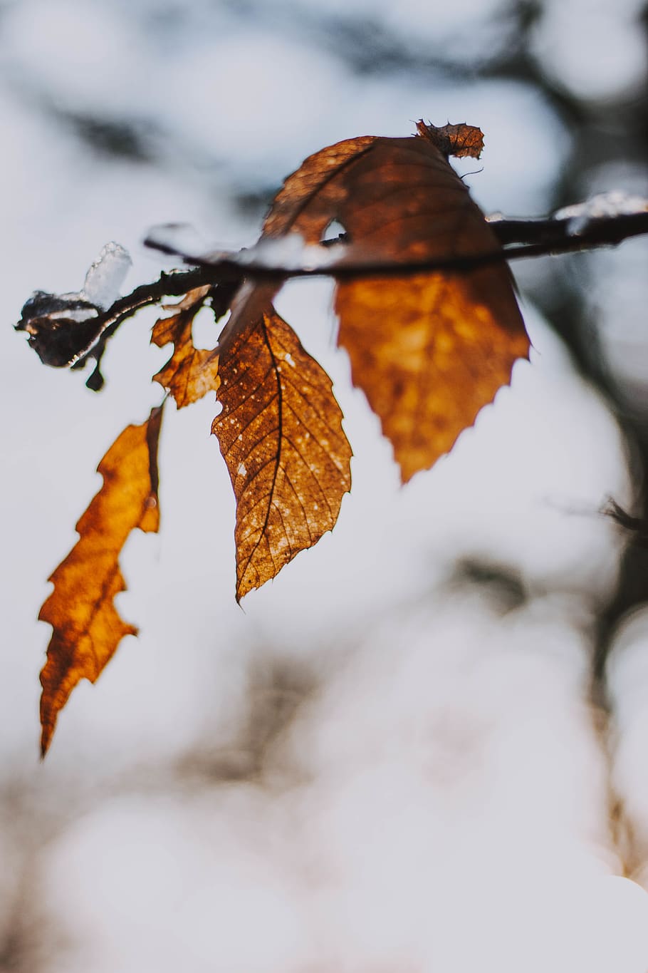 veins, leaf, plant, snow, ice, outdoors, animal, bird, white HD wallpaper