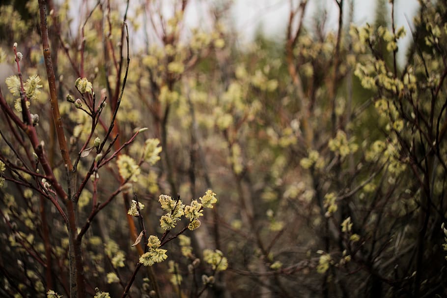 trees, buds, flowers, spring, bushes, bokeh, blur, plant, growth HD wallpaper