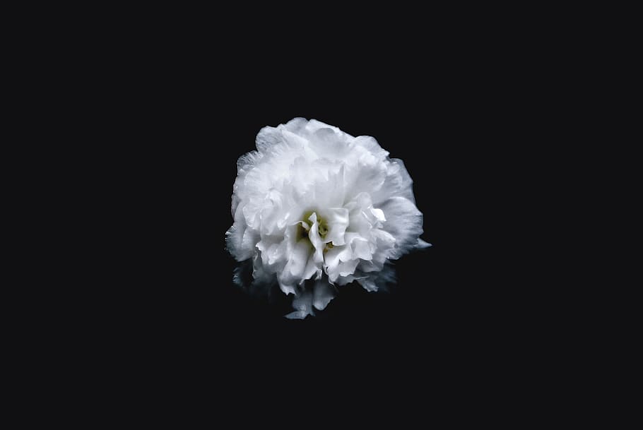 white petaled flower, studio shot, black background, flowering plant HD wallpaper