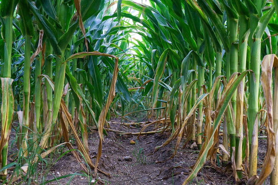 corn, food, plant, green, vegetables, field, agriculture, cultivation HD wallpaper