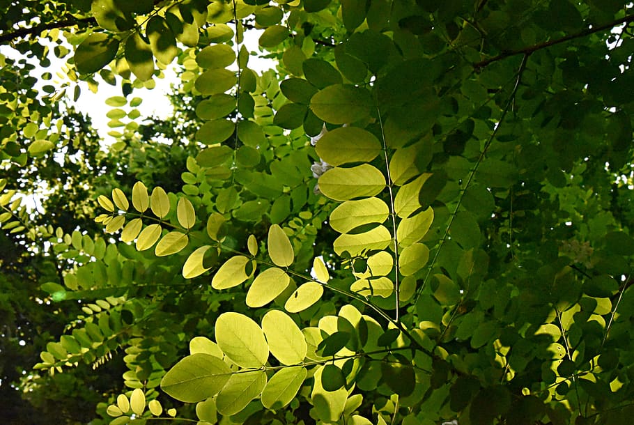 leaves, foliage, twig, branch, tree, back light, sunlight, sunlight on leaves HD wallpaper