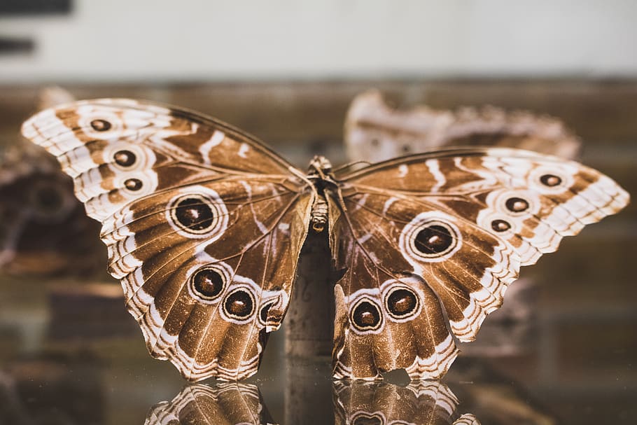 common buckeye butterfly, close-up, focus on foreground, indoors HD wallpaper