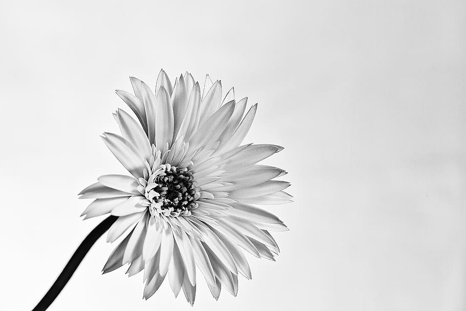 white daisy flower, plant, daisies, blossom, pollen, petal, anther HD wallpaper