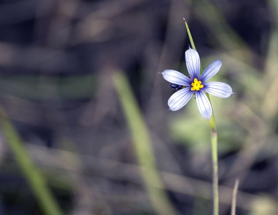 Selective Focus Photography of Purple Flower, bloom, blooming HD wallpaper