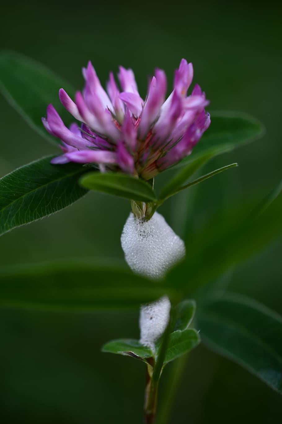 macro, flower, red clover, nature, wildlife, closeup, flowering plant HD wallpaper