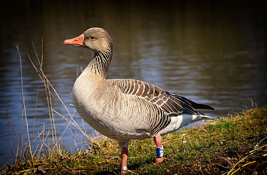goose, view, skeptical, greylag goose, water bird, nature, poultry