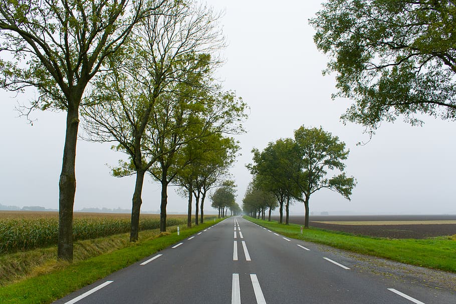 trees, road, fog, asphalt, future, lines, autumn, fields, direction, HD wallpaper