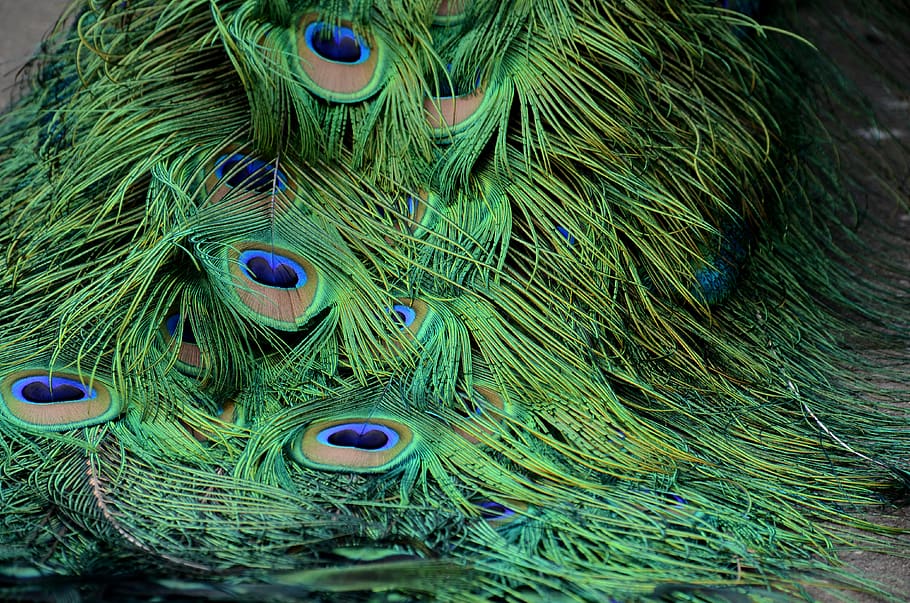 feathers, peacock, close, closeup, texture, beautiful, nature HD wallpaper