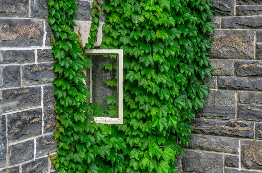nature, concrete, contract, window, green color, plant, plant part HD wallpaper