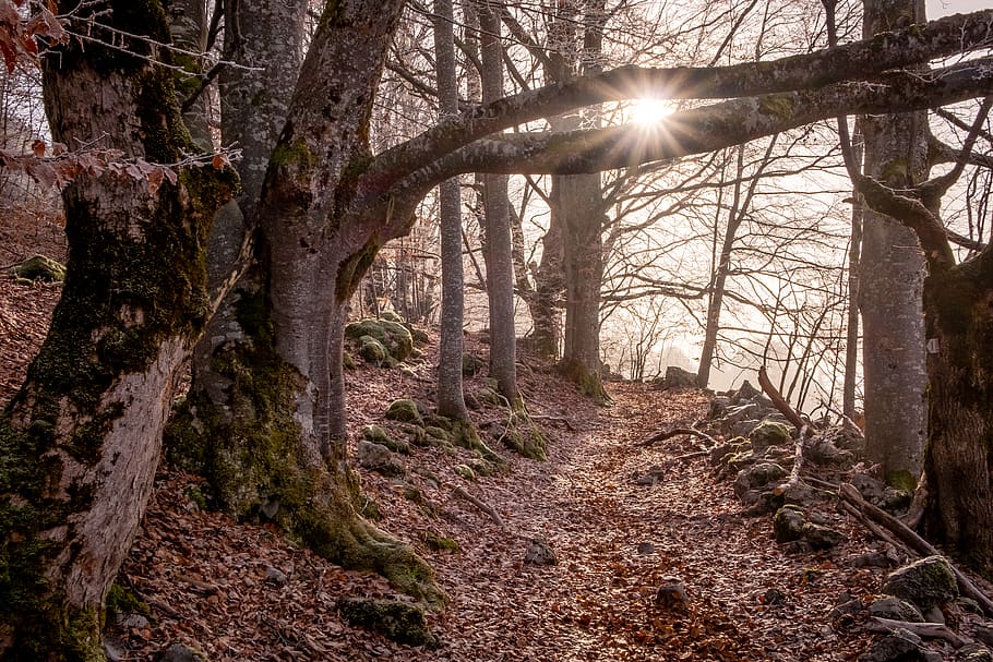 sunlight passing through trees during daytime, ground, tree trunk HD wallpaper