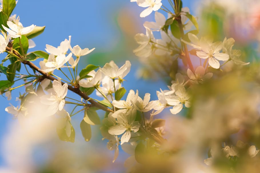 spring, flower, flowers, background, focus, closeup, outdoor HD wallpaper