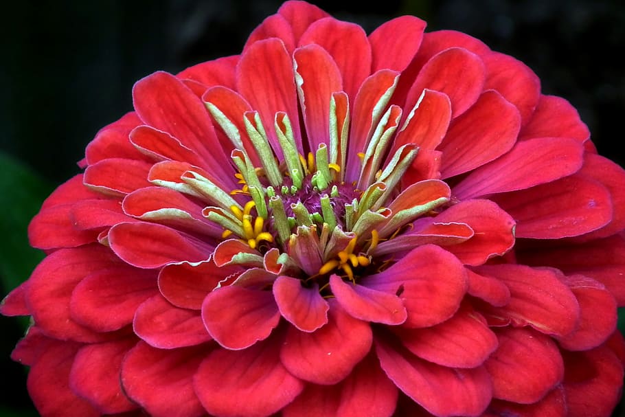 zinnia, flower, red, nature, summer, blooming, macro, decorative HD wallpaper
