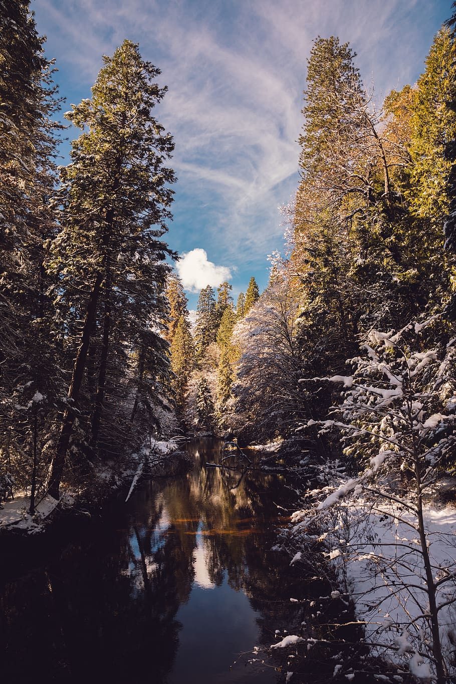river between trees with snow, plant, water, beauty in nature HD wallpaper