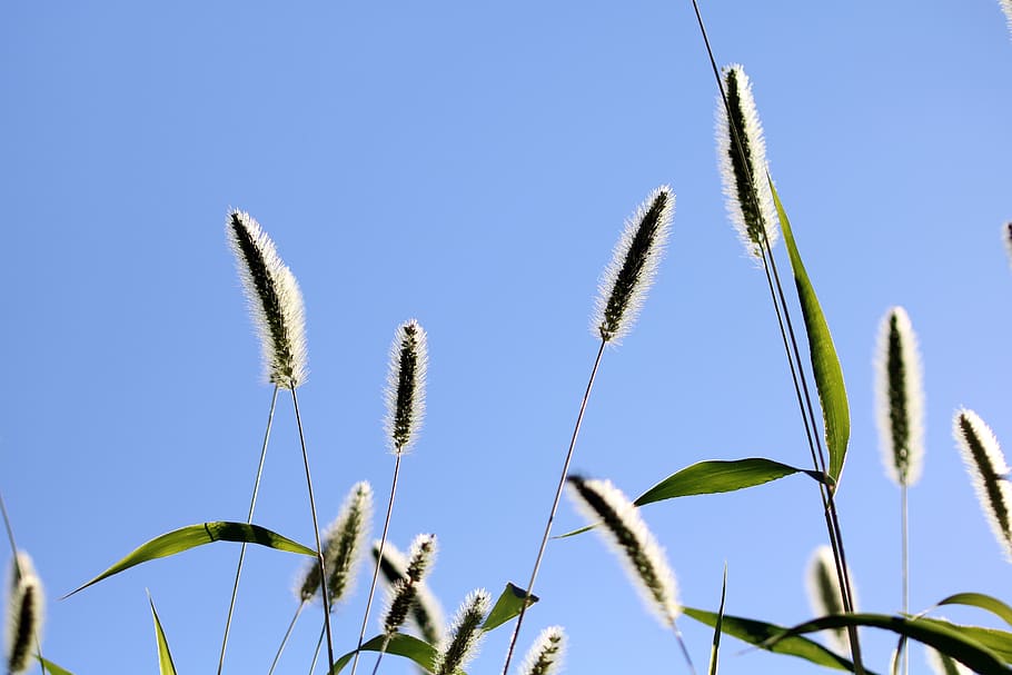 foxtail, pool, light, nature, plants, abstract, landscape, green HD wallpaper