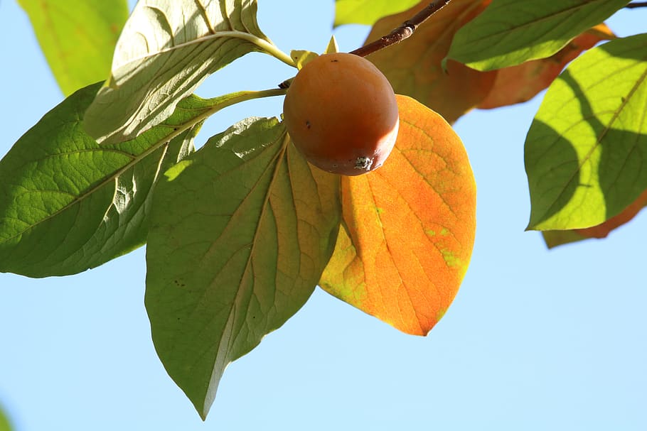 persimmon, fruit, autumn, nature, results, leaves, wood, leaf HD wallpaper
