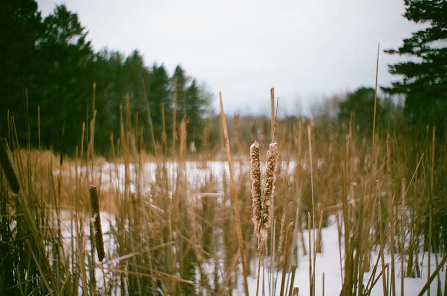 brown grass field, plant, land, outdoors, nature, lawn, water HD wallpaper