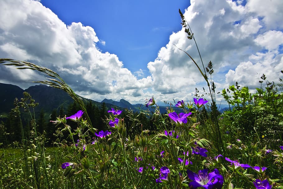 france, morzine, plant, sky, flowering plant, cloud - sky, beauty in nature HD wallpaper