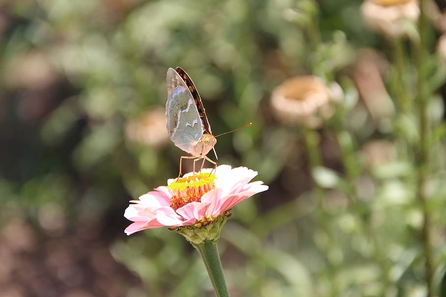 flower, butterfly, insect, bloom, nature, macro, wing, colorful HD wallpaper