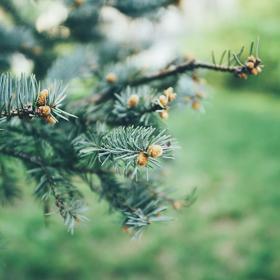 tree, pine, green, close up, bokeh, nature, plant, growth, day HD wallpaper