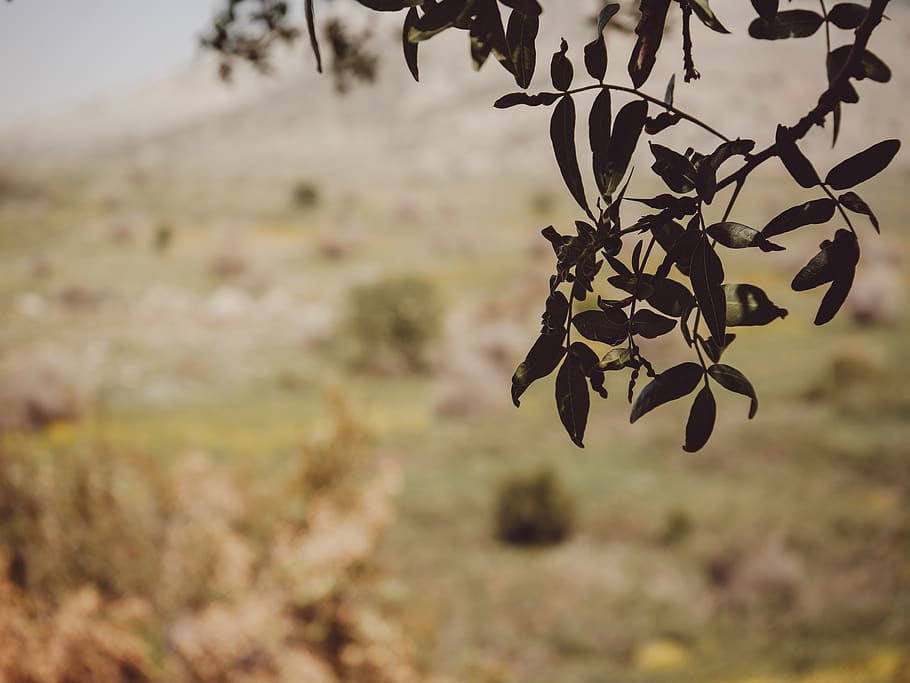 nature, tree, plant, focus on foreground, growth, no people HD wallpaper