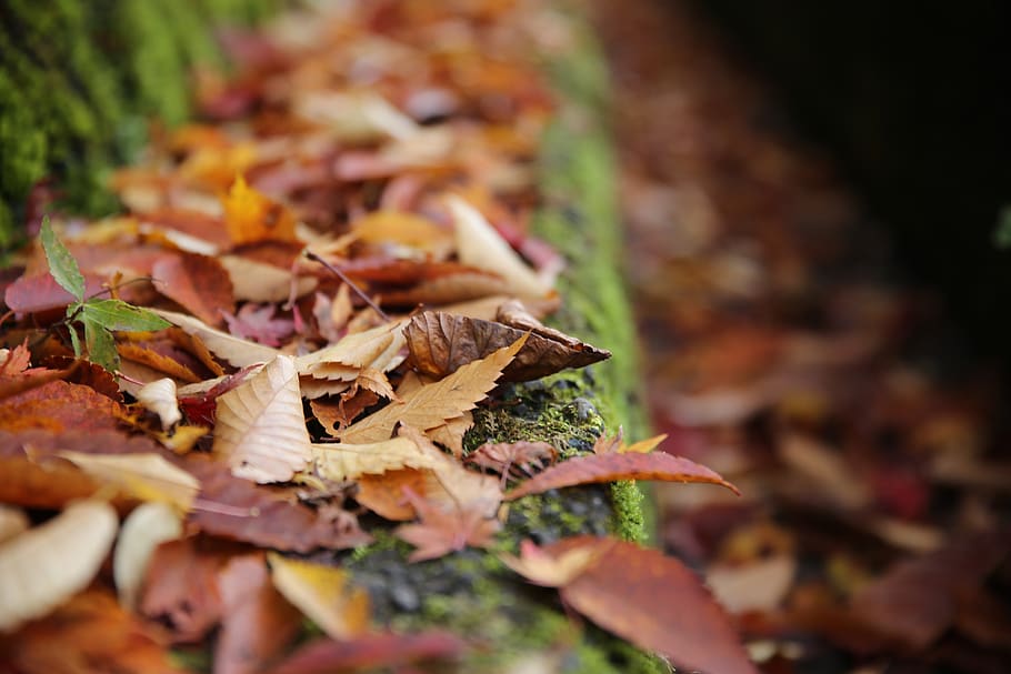autumn, plant part, change, leaf, dry, selective focus, nature HD wallpaper