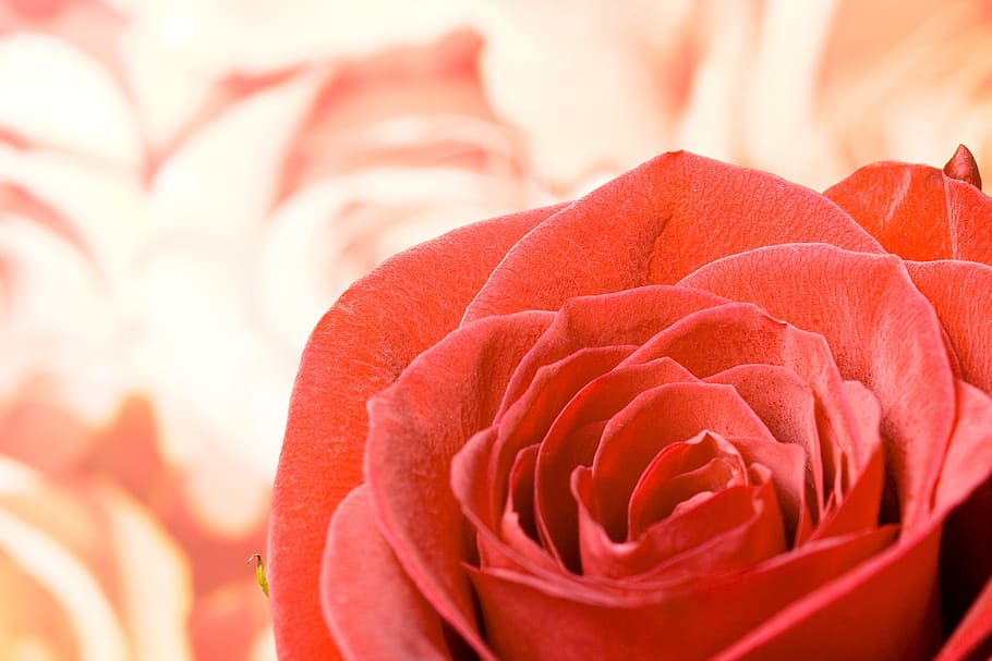 flower, con2011, nature, flowering plant, beauty in nature HD wallpaper
