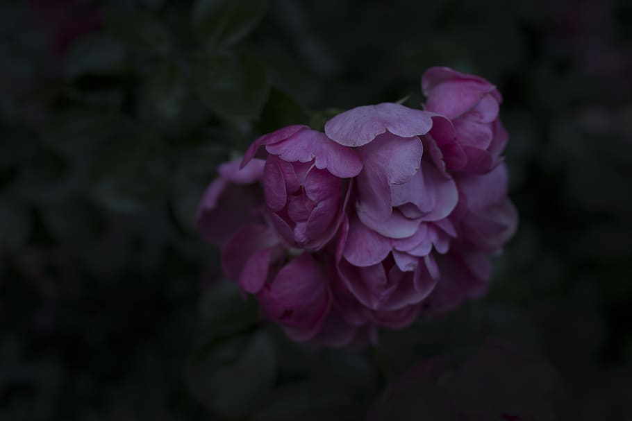 dark, nature, bloom, botanical, floral, pink roses, blooming HD wallpaper