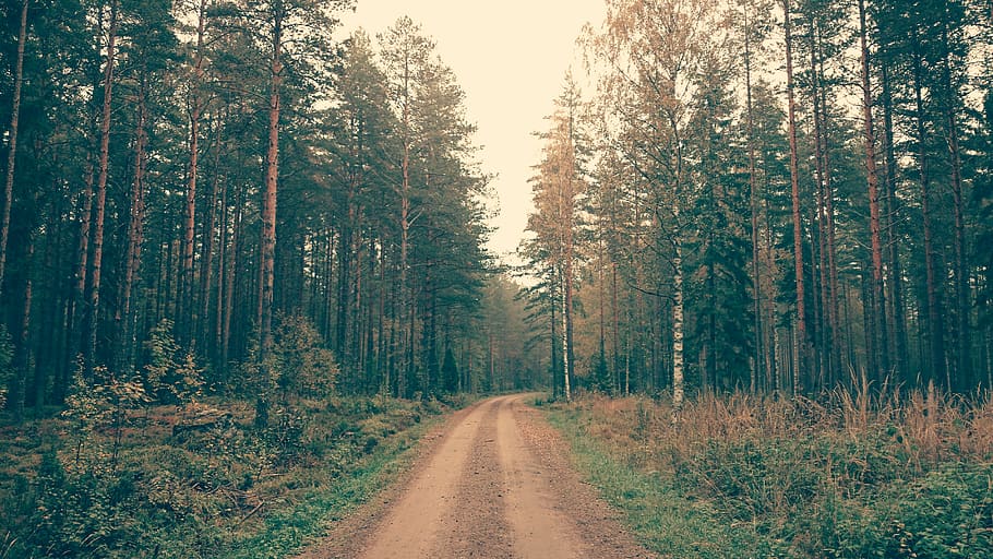 nature, landscape, trees, woods, forest, street, road, sunny HD wallpaper