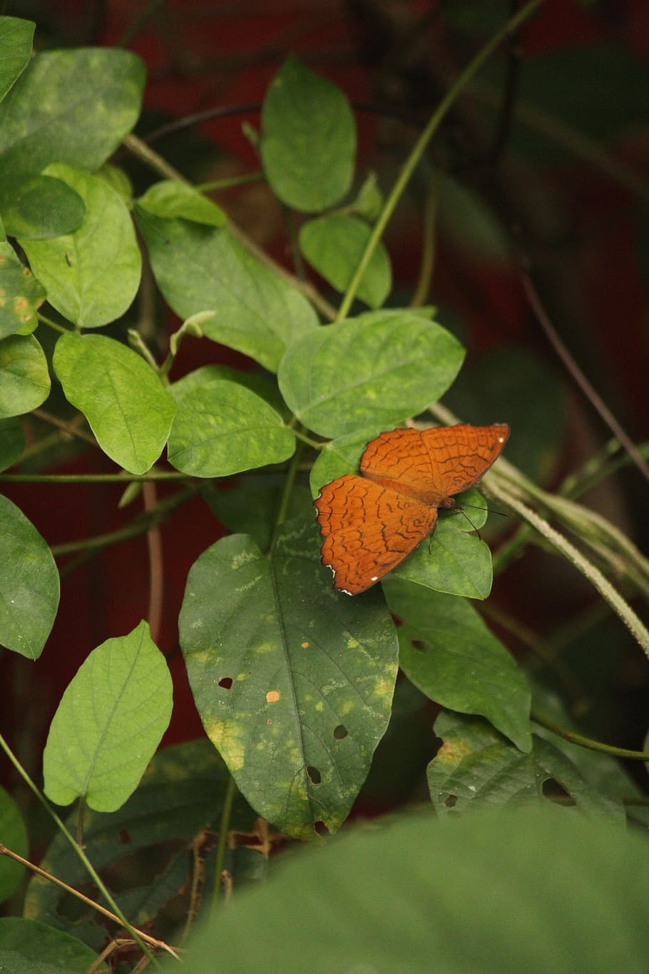 butterfly, wing, nature, gold, plant part, leaf, green color HD wallpaper