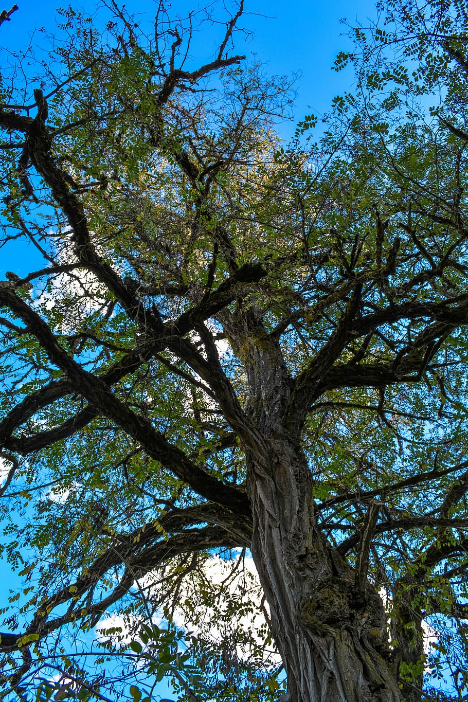tree, sky, nature, clouds, atmosphere, low angle view, plant HD wallpaper