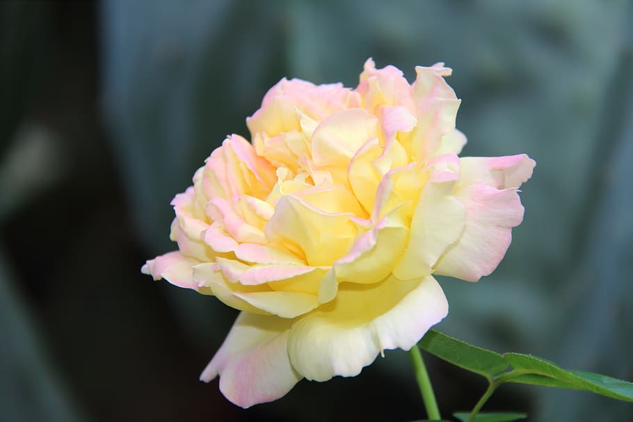 italy, montesilvano, flowering plant, beauty in nature, close-up HD wallpaper